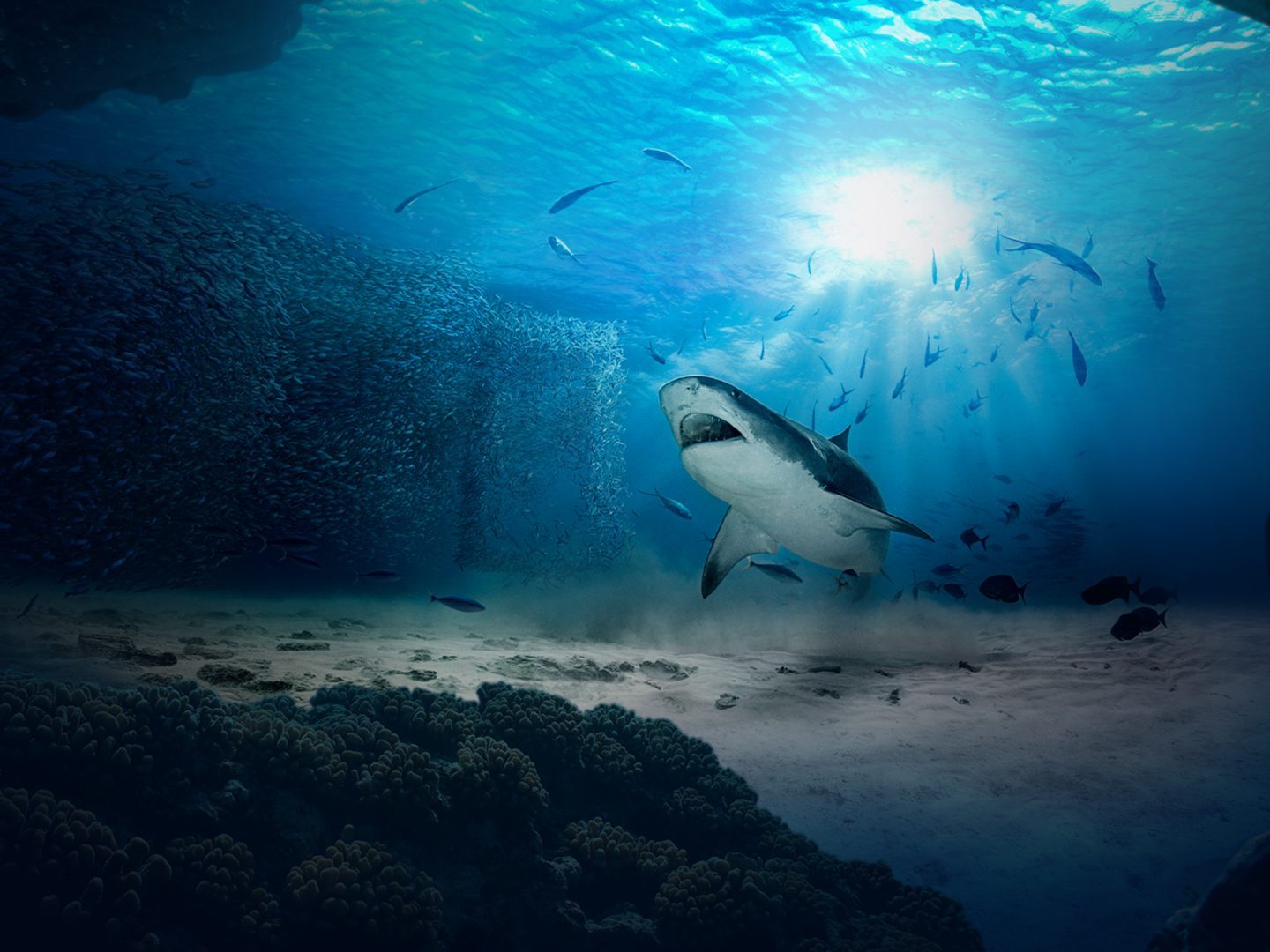 Nat Geo WILD Shark key art