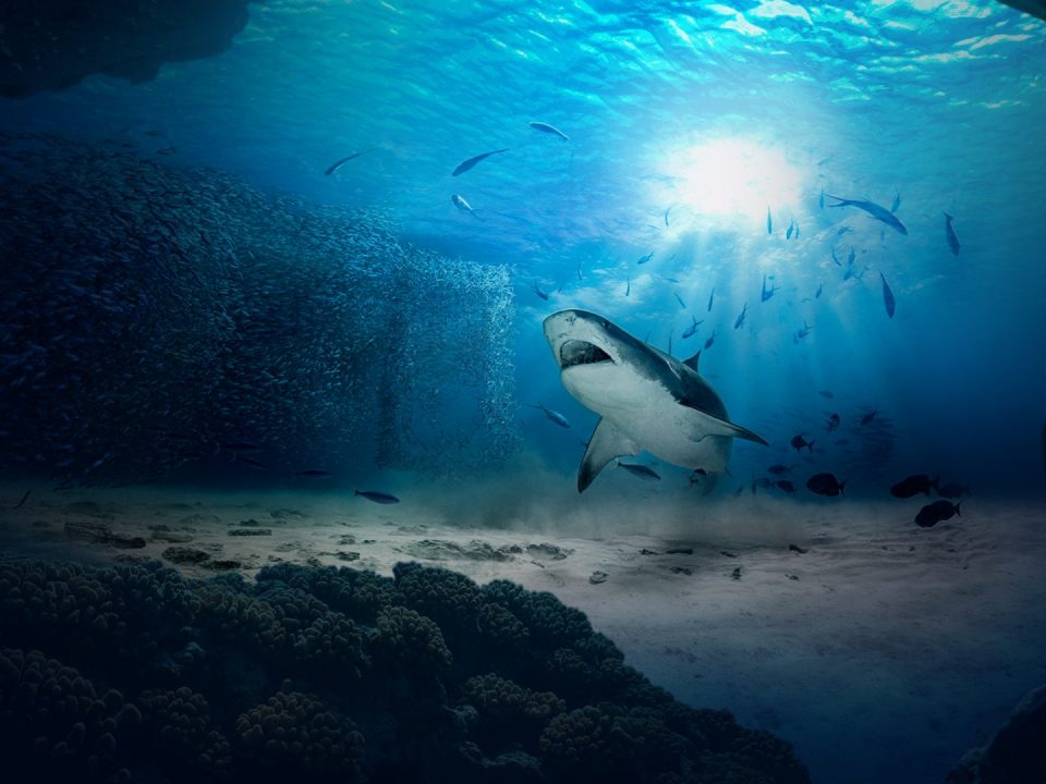 Nat Geo WILD Shark Key Art
