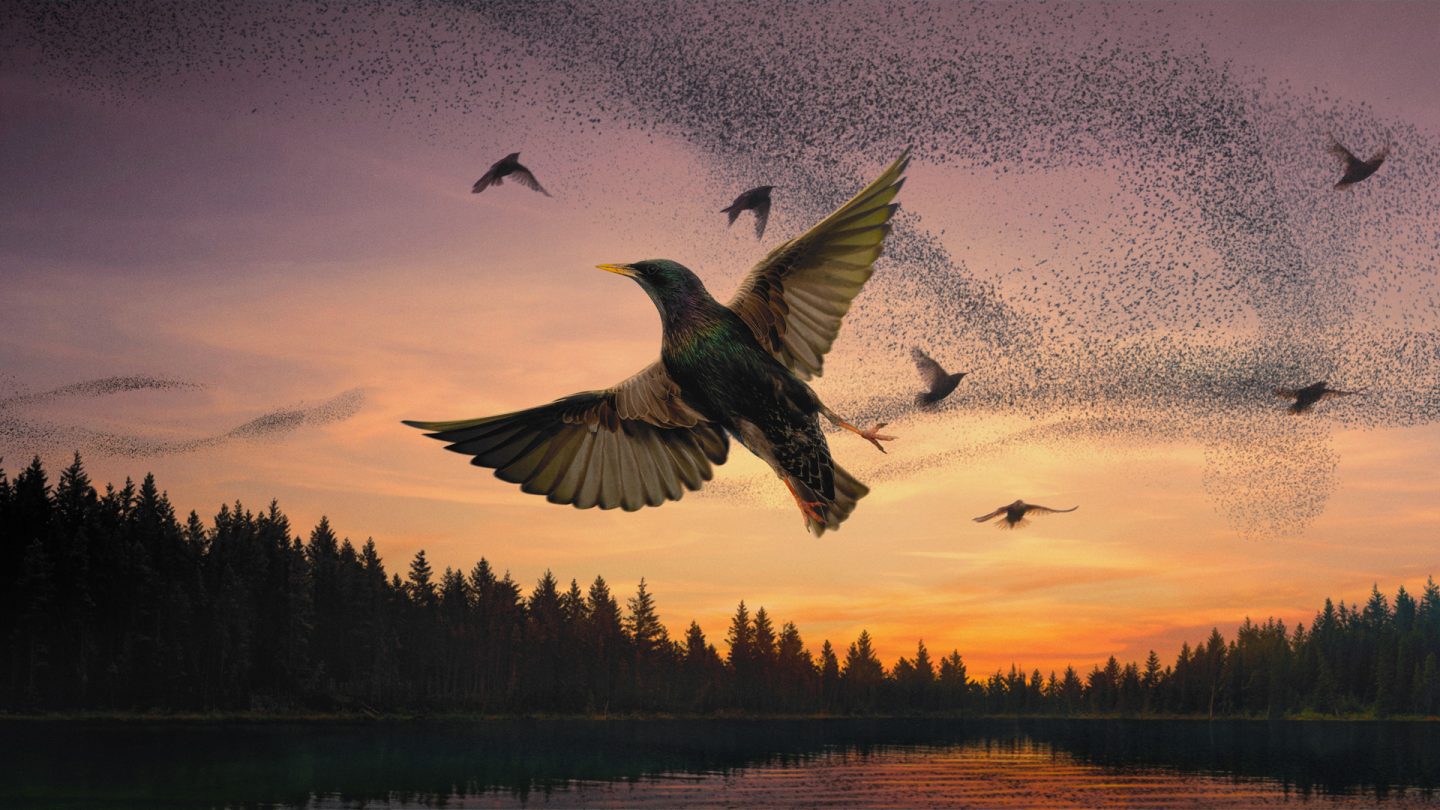 Nat Geo WILD brand campaign key art - Starlings