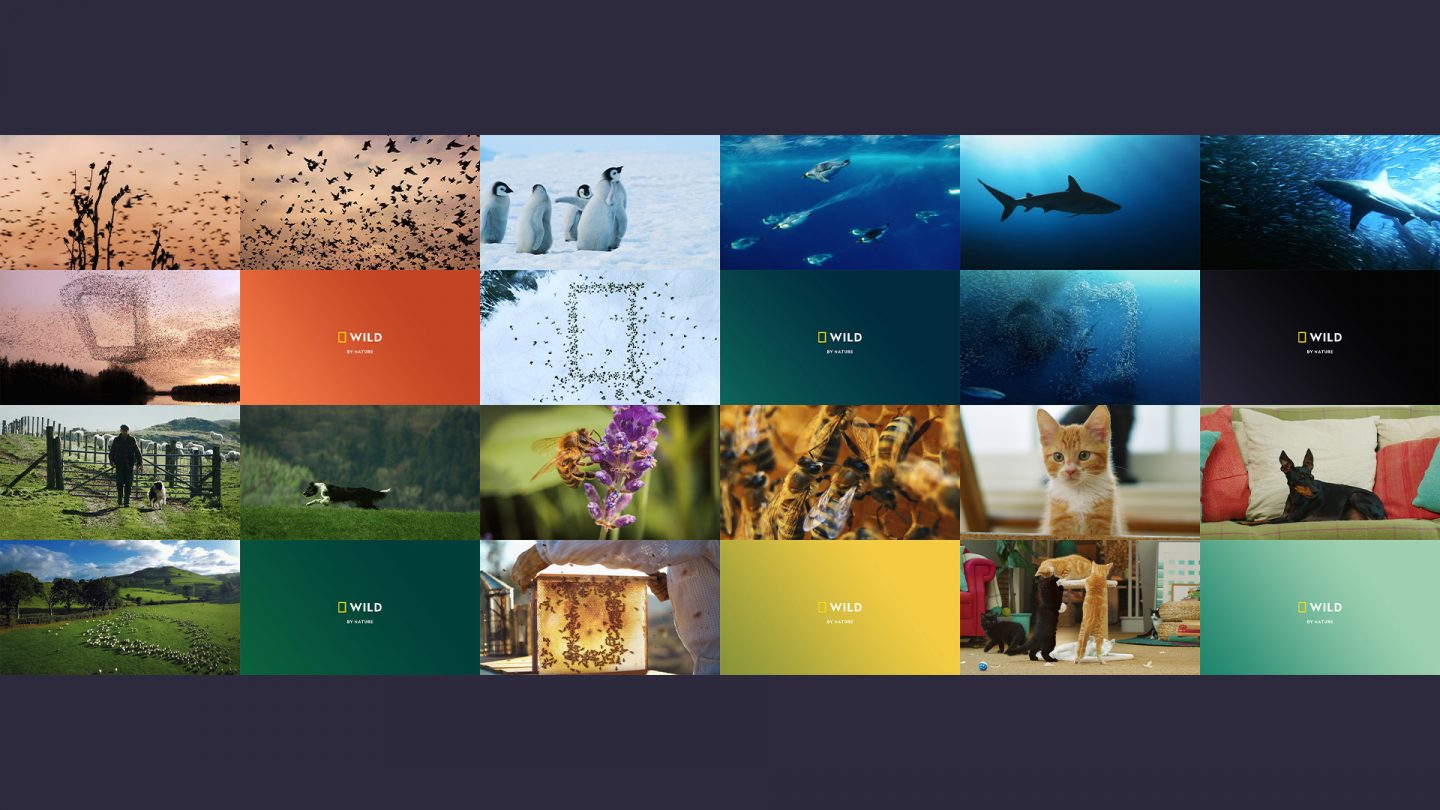 A grid of stills from the idents showing image grading aligning with established brand colours